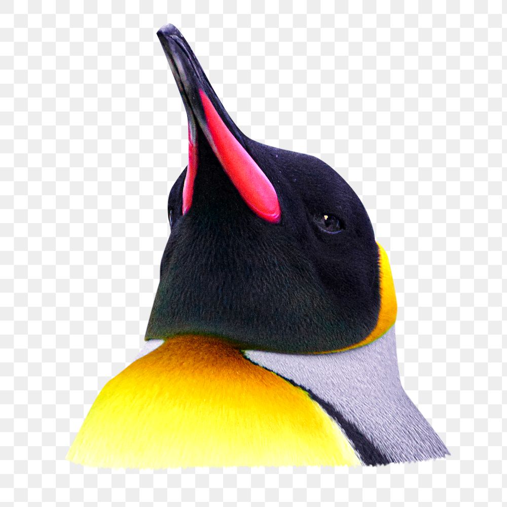 King penguin png, transparent background