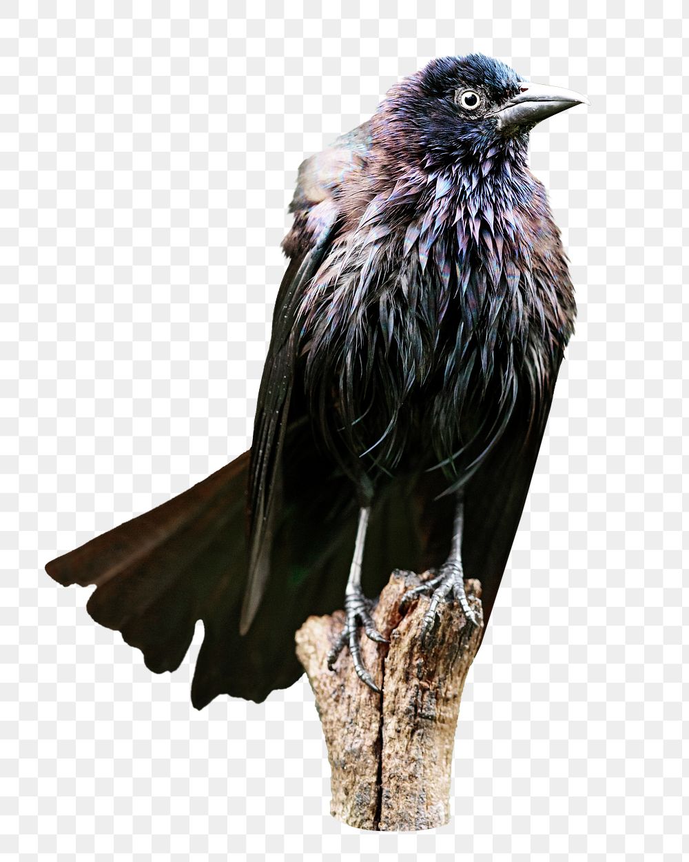 Grackles bird png, transparent background