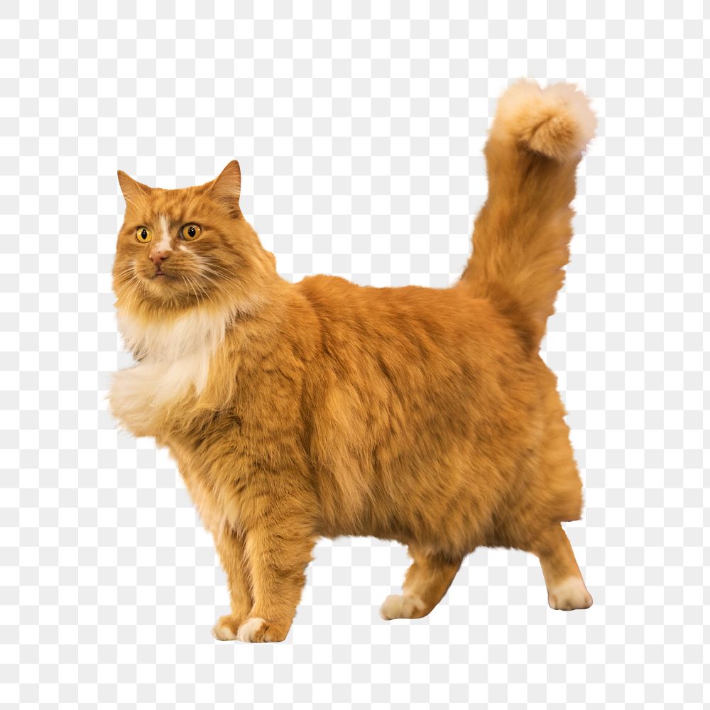 Persian ginger cat png animal, transparent background