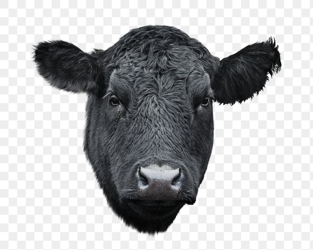 Black cow png animal, transparent background