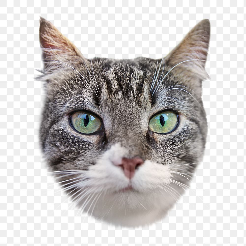 Cute cat png animal, transparent background