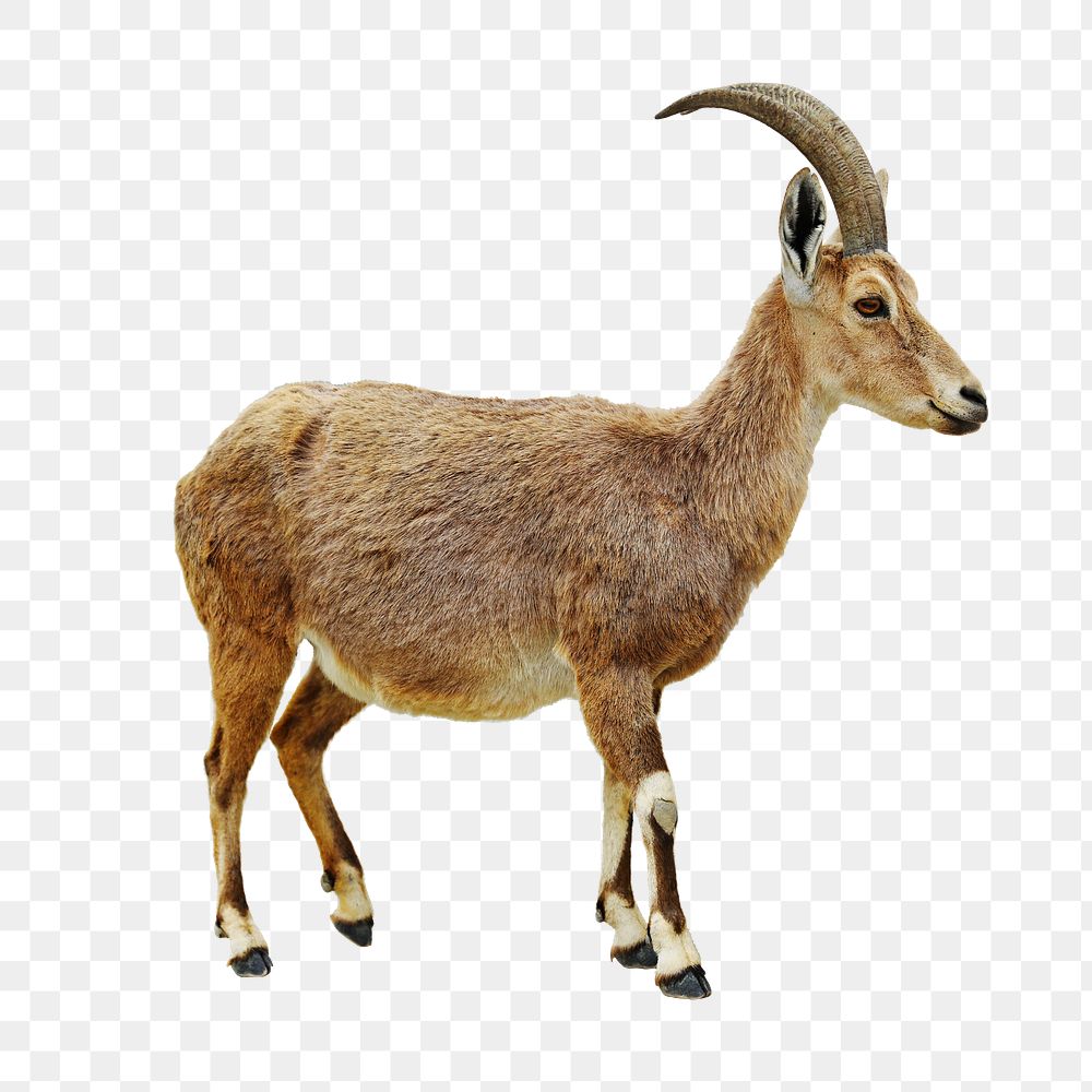 Antelope png sticker, transparent background