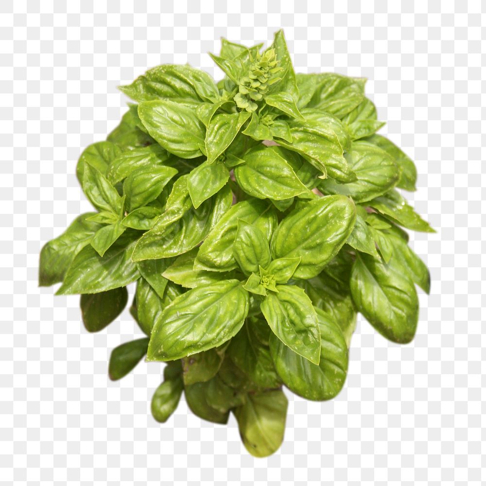 Basil garden plant png, transparent background