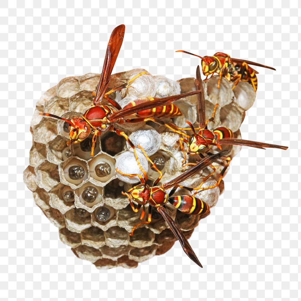 Wasp nest png, transparent background
