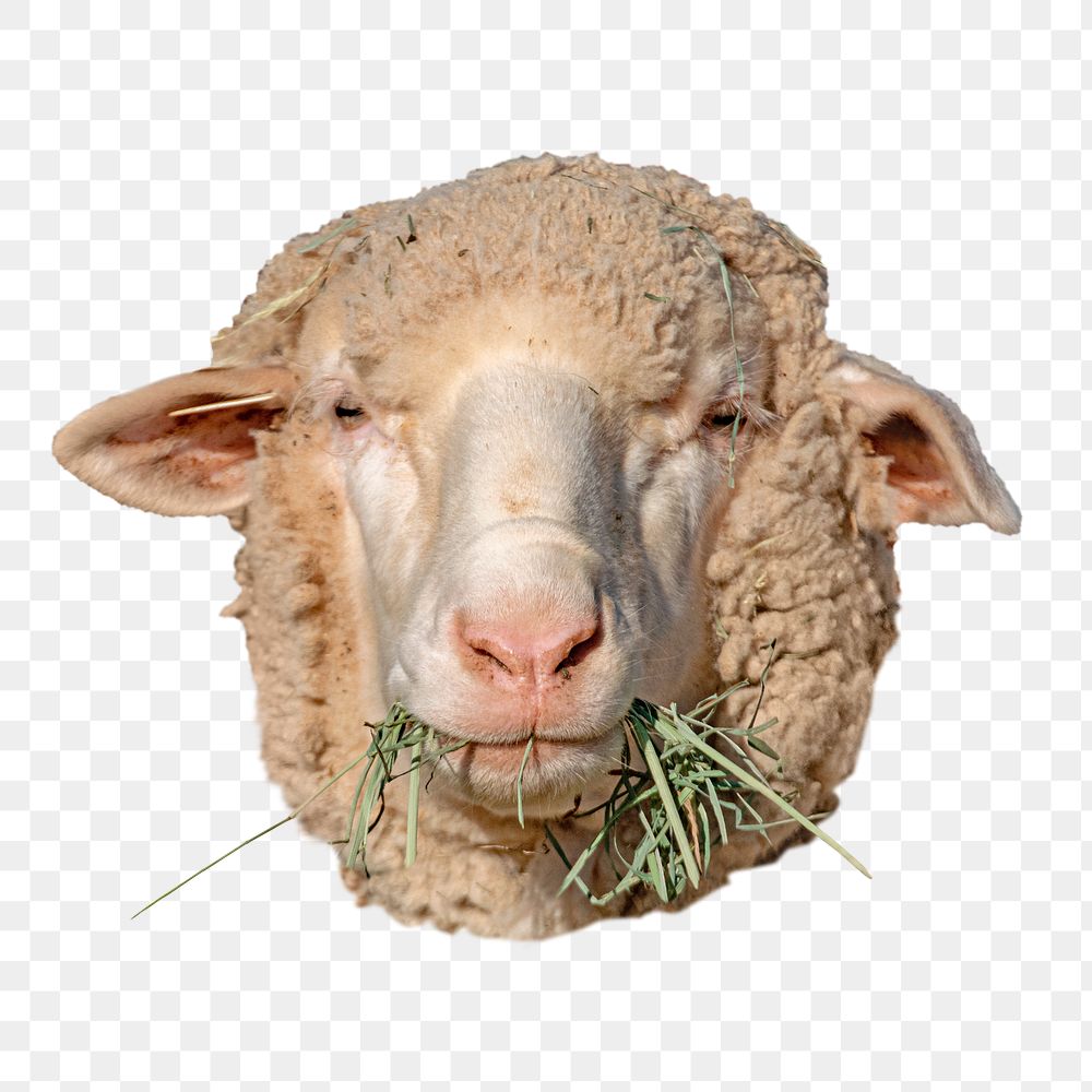 Sheep png animal, transparent background