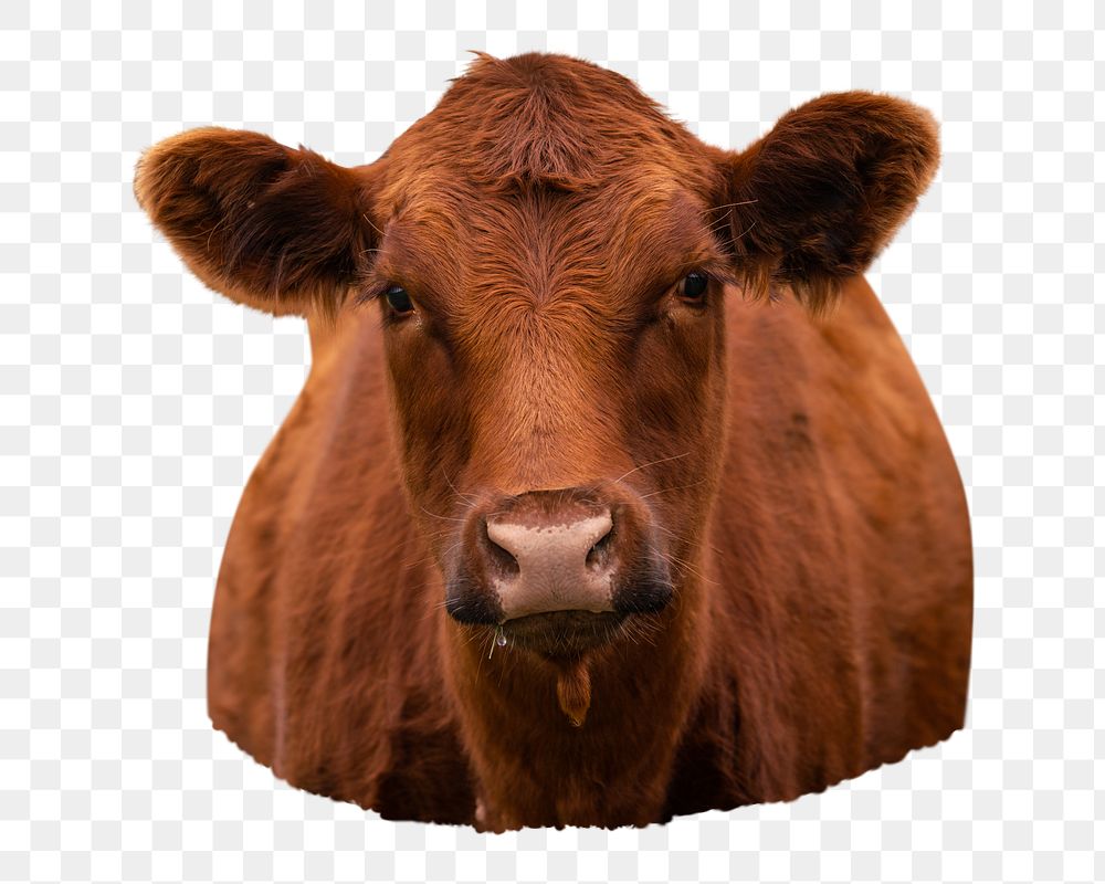 Cattle png animal, transparent background