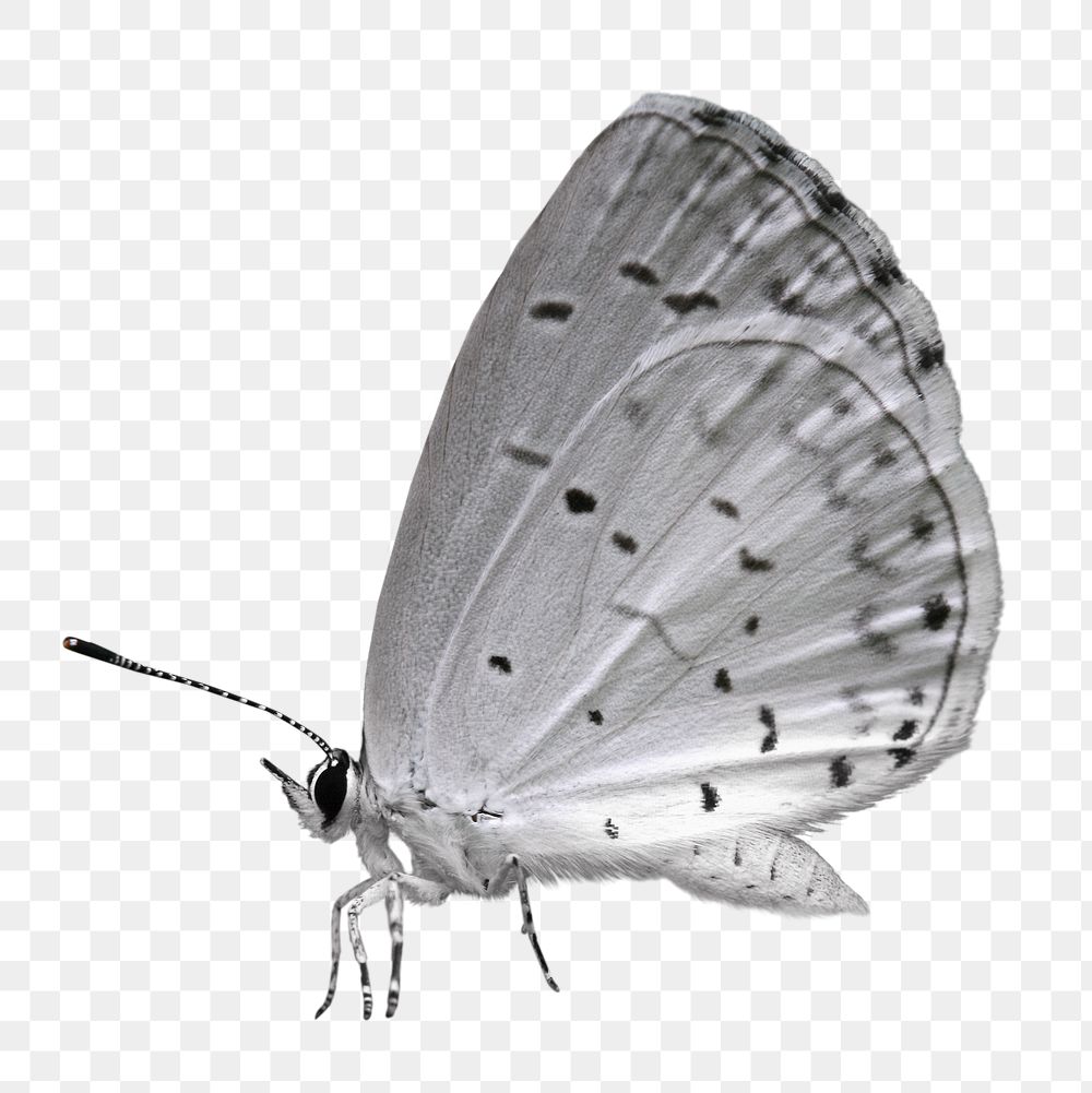 Vintage gray butterfly illustration png sticker, transparent background