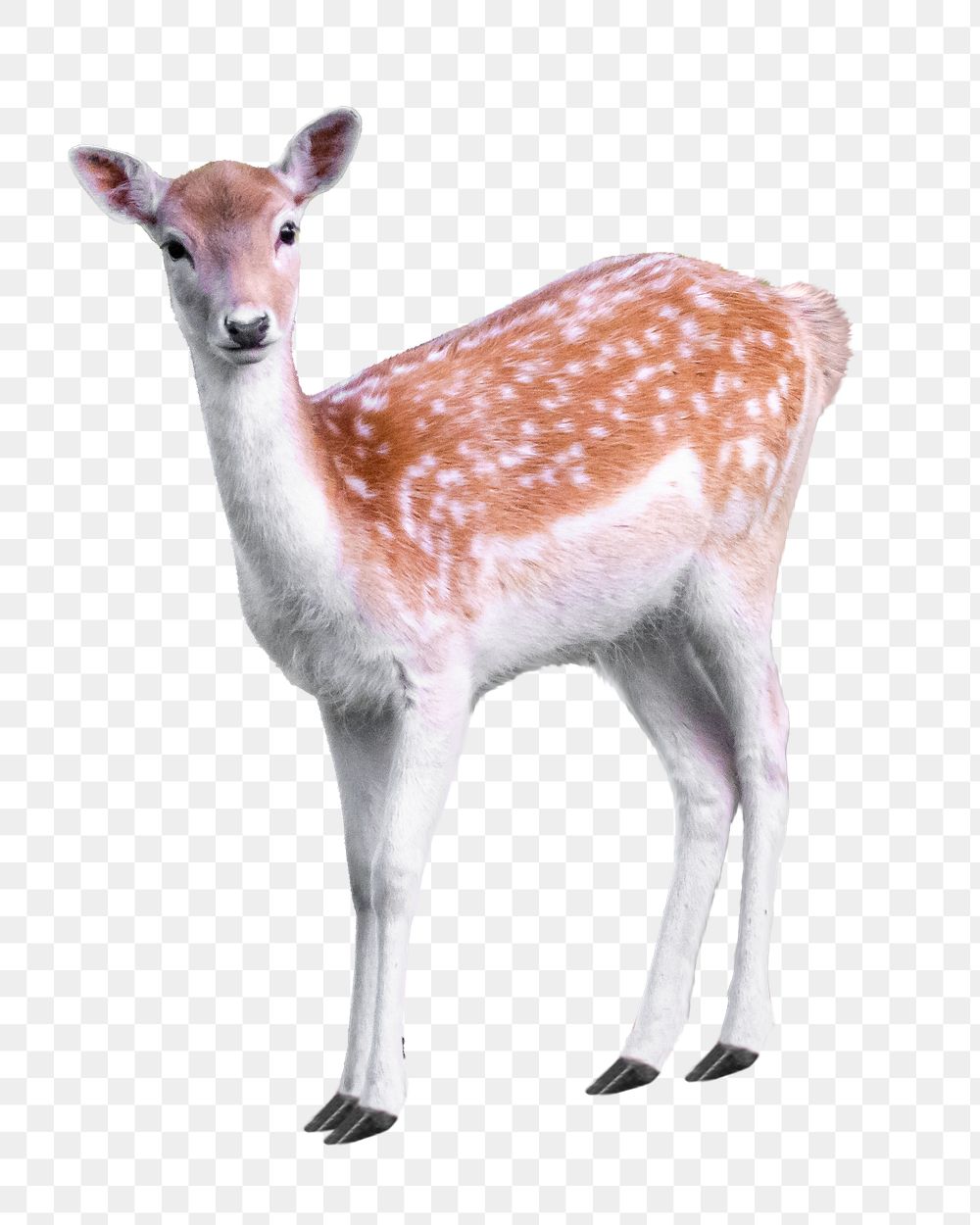 Sika deer png sticker, transparent background