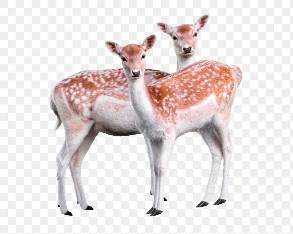 Two deer png sticker, transparent background