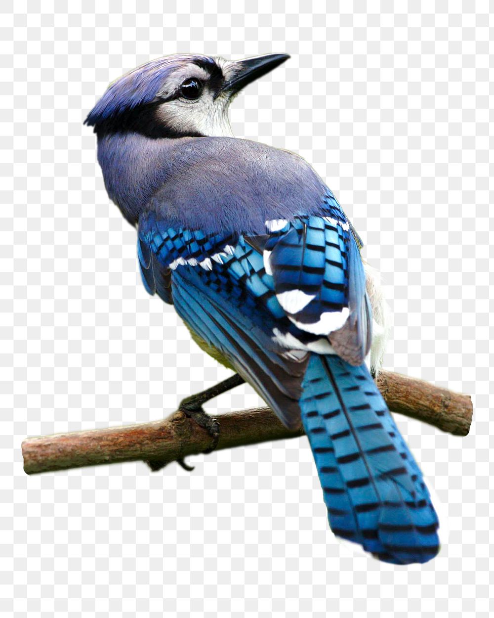 Blue jay bird png, transparent background