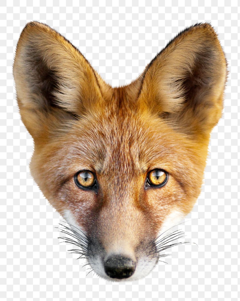 Fox face png animal, transparent background