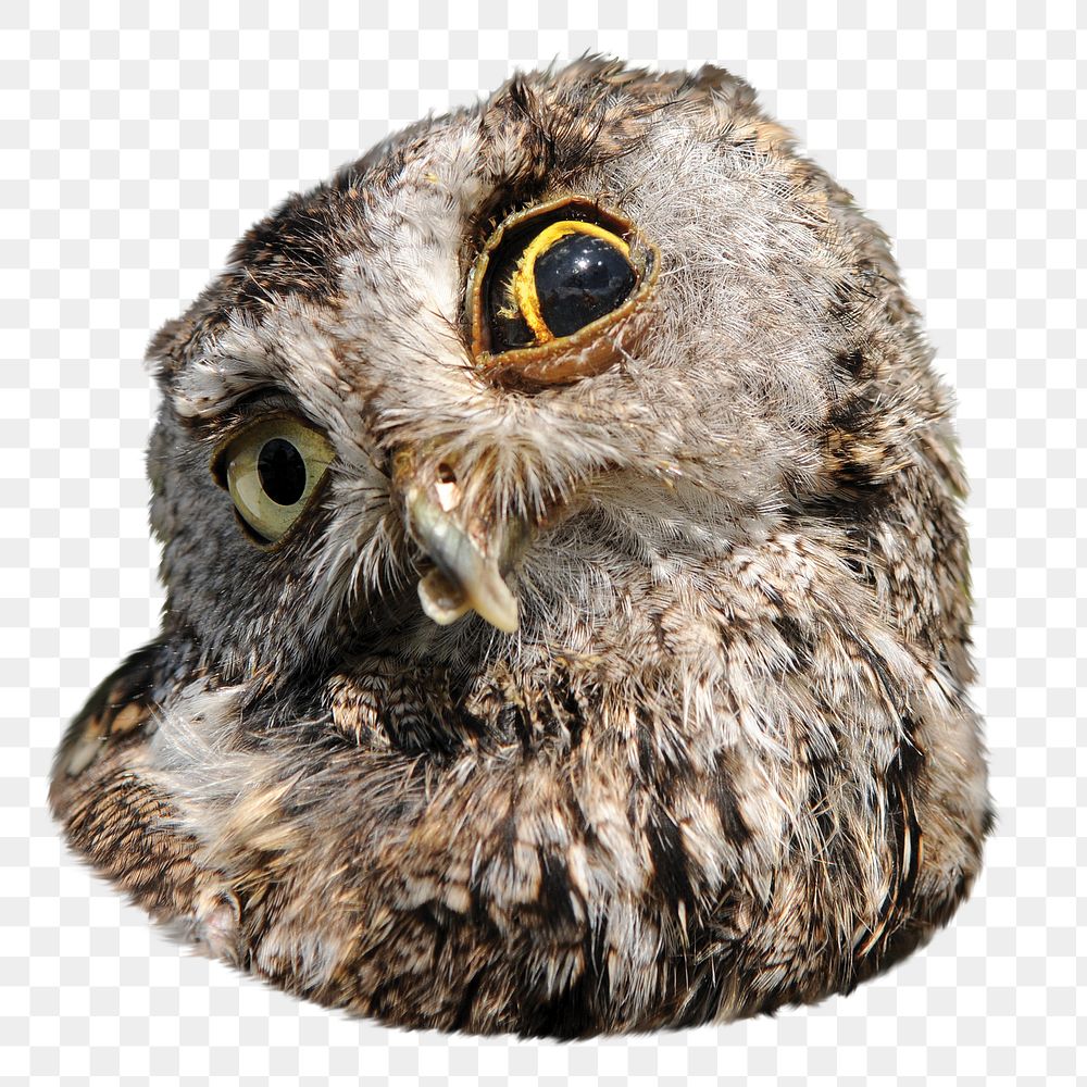 Funny owl face png sticker, transparent background