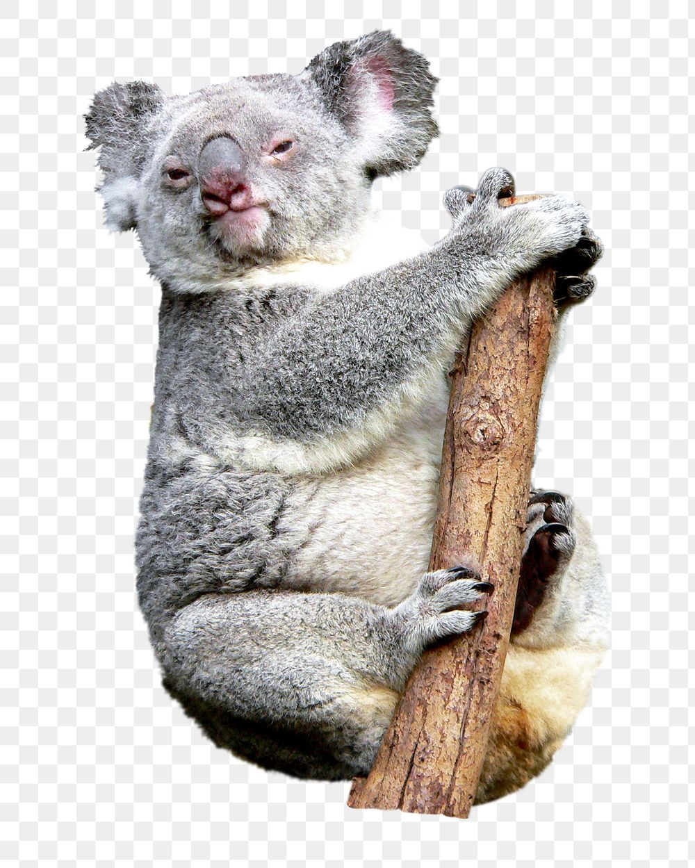 Koala bear png animal, transparent background