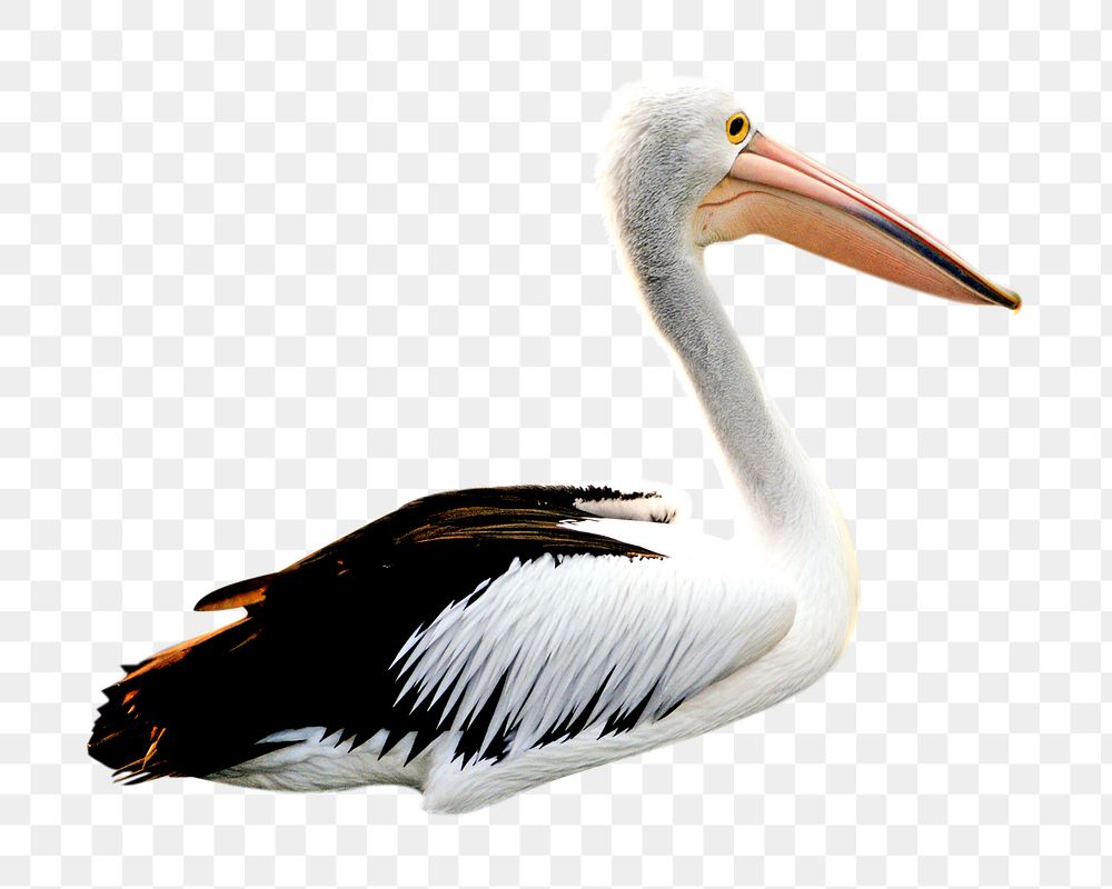 Pelican bird png, transparent background