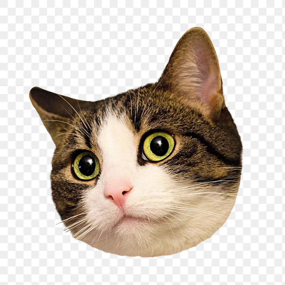 Cute cat face png animal, transparent background