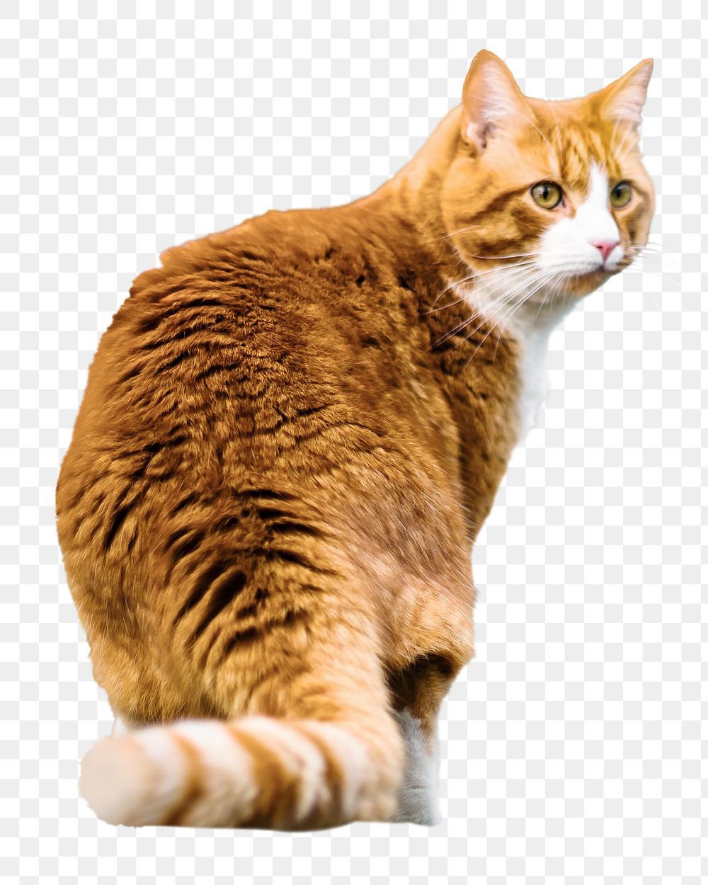 Cute ginger cat png animal, transparent background