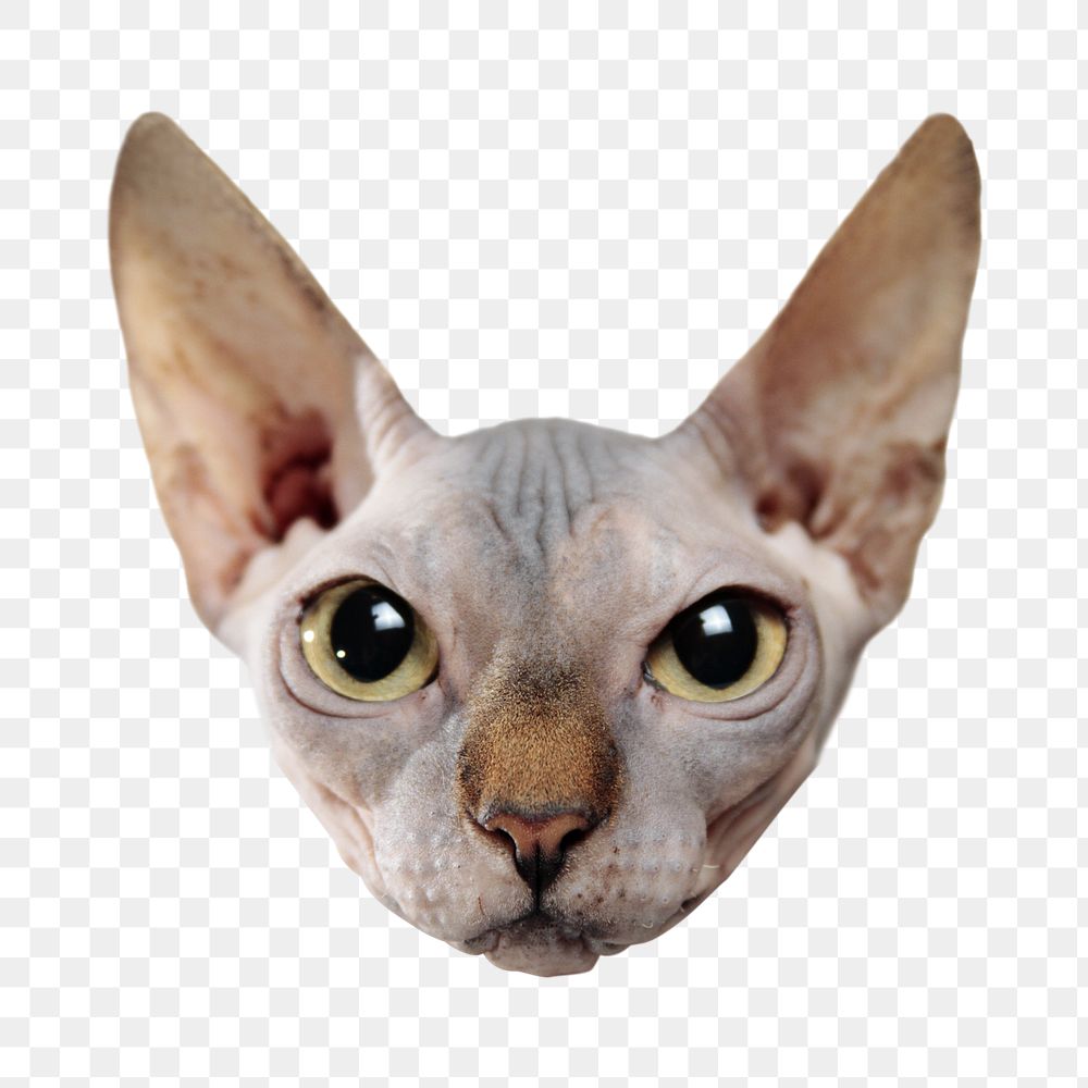 Sphynx cat png sticker, transparent background