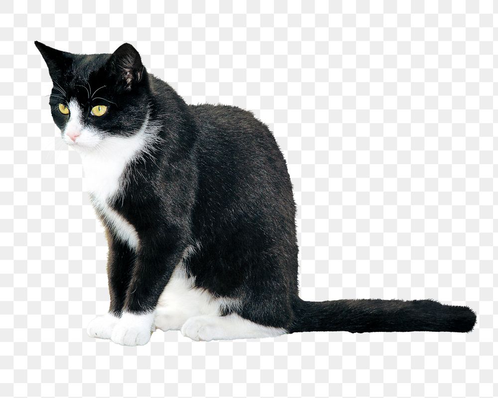 Black cat png animal, transparent background