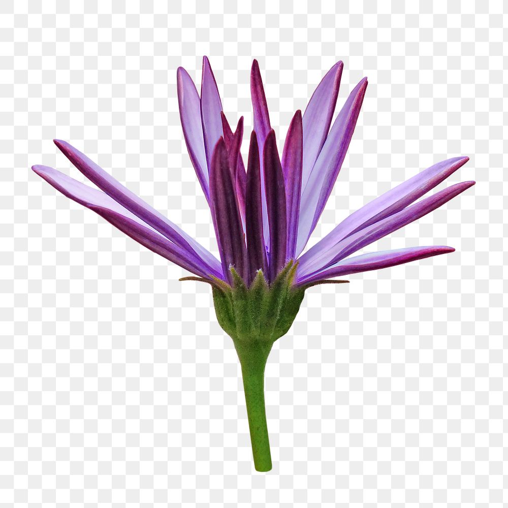 Cape marguerite flower png, transparent background