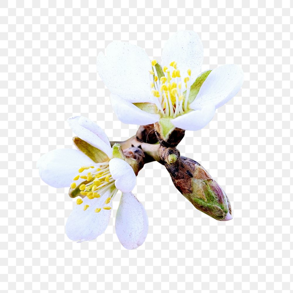 White flower. Free public domain CC0 image. png, transparent background