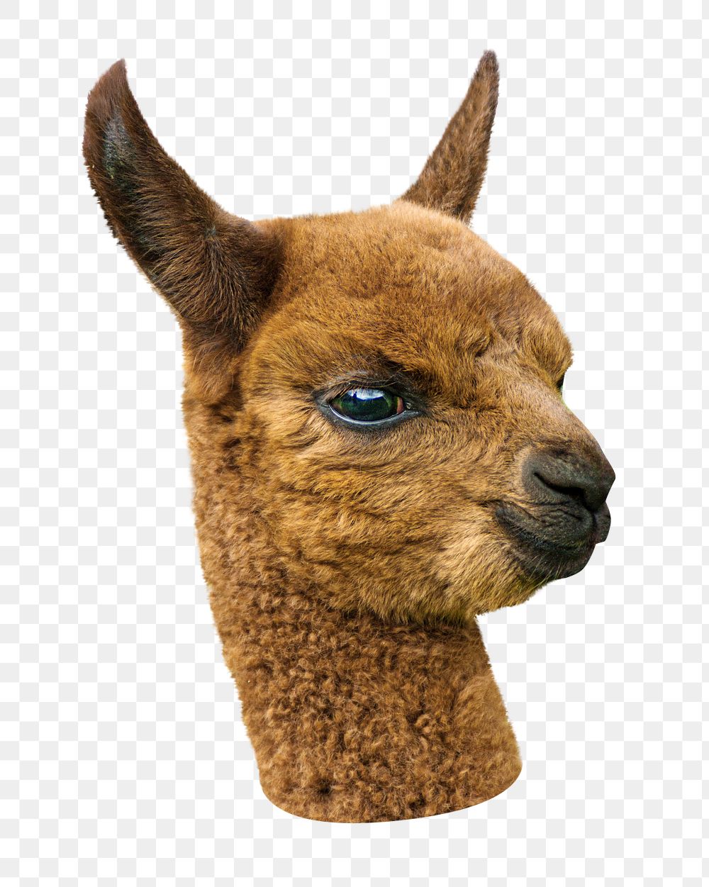 Alpaca  png animal, transparent background