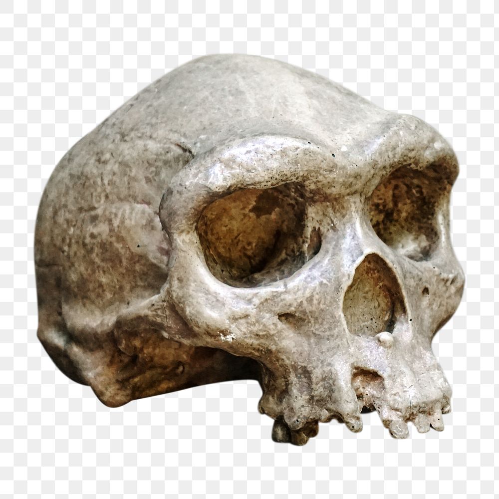 Human skull png, transparent background