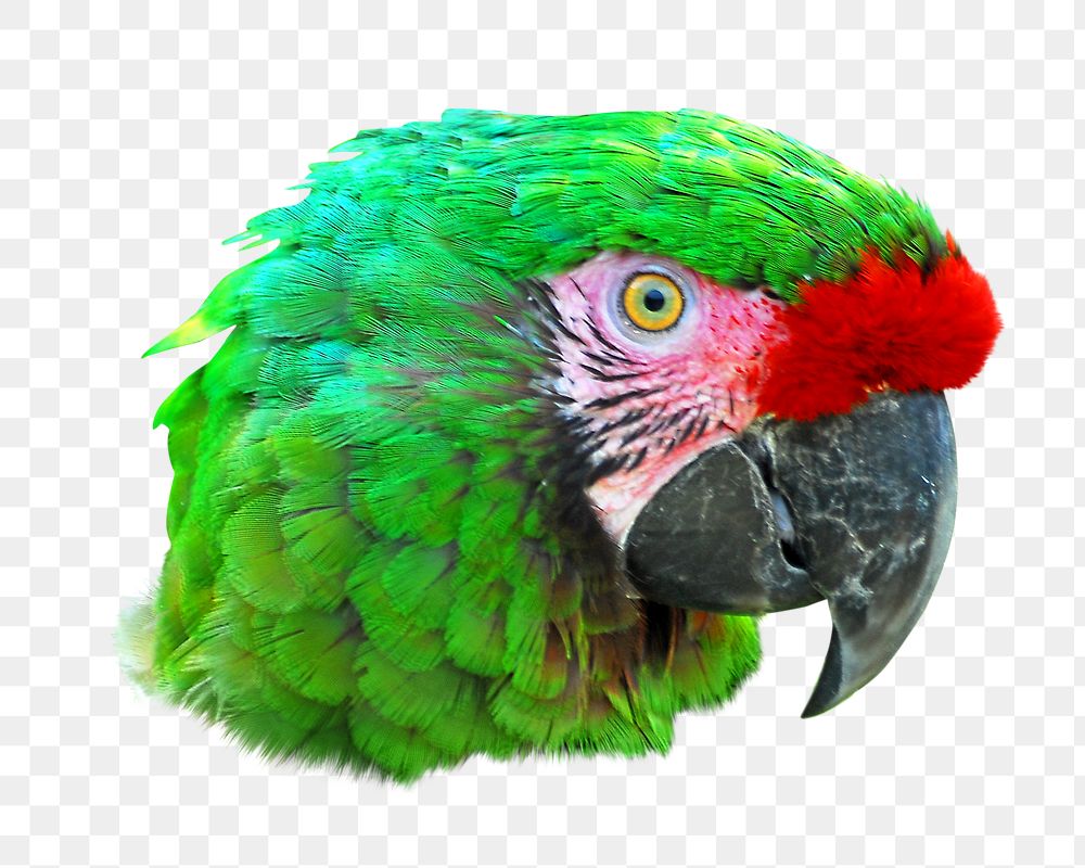 Green macaw parrot png, transparent background