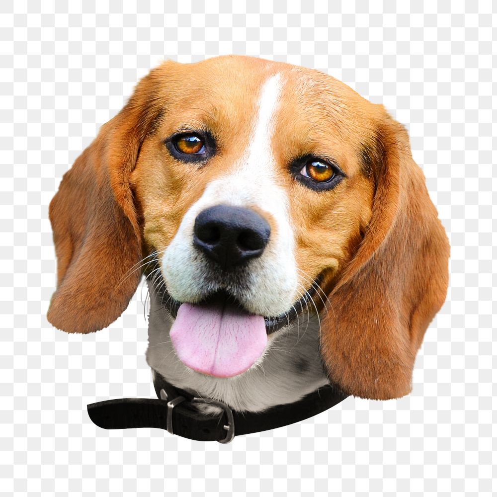 Beagle dog png, transparent background