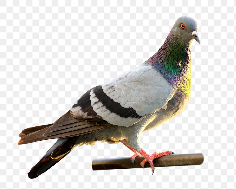 Pigeon bird png, transparent background