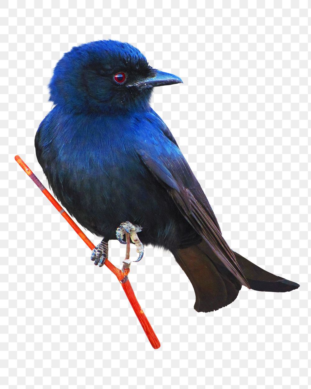 Purple martin bird png, transparent background