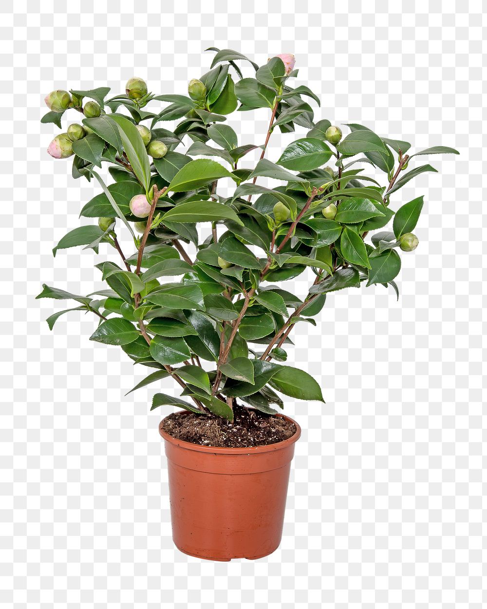 Camellia potted plant png, transparent background