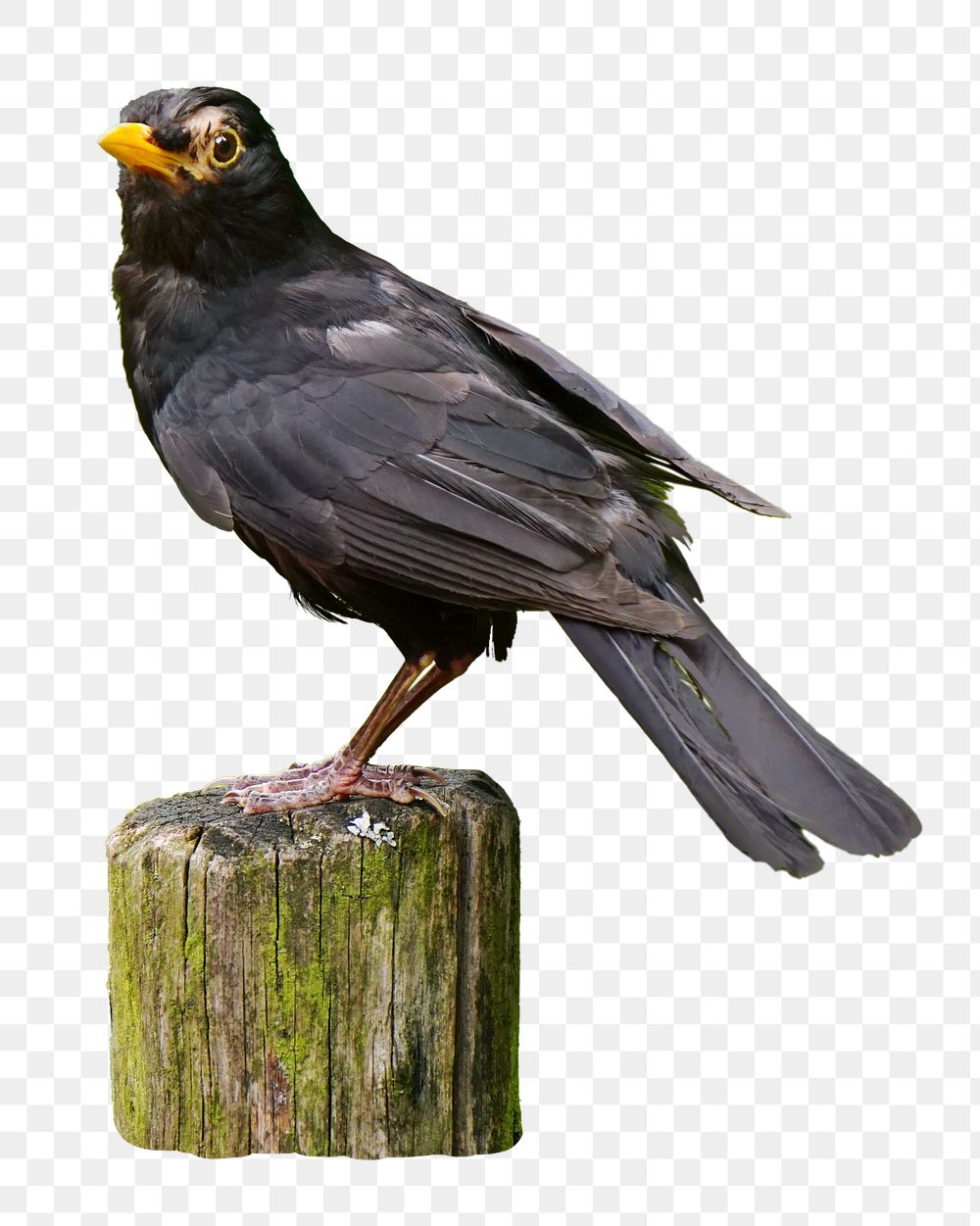 Common blackbird png, transparent background