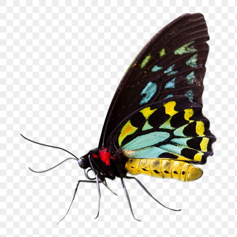 Vintage Australian butterfly illustration png sticker, transparent background