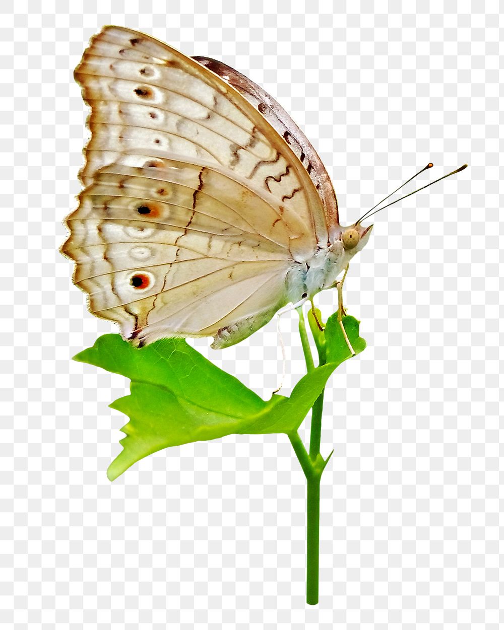 Butterfly on leaf png sticker, transparent background