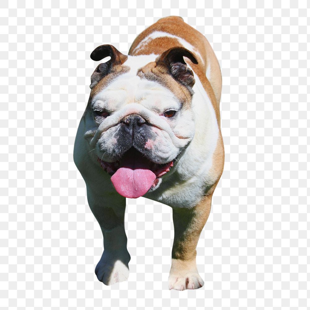 Bulldog png, transparent background