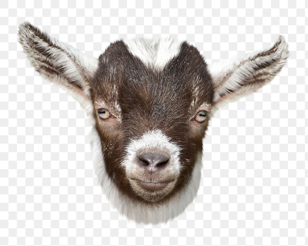 Baby goat png sticker, animal transparent background