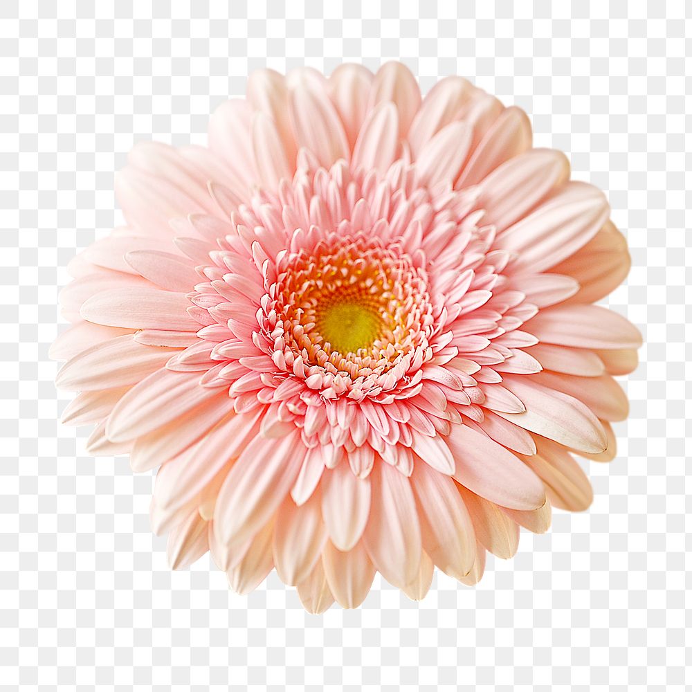 Pink gerbera png sticker, transparent background