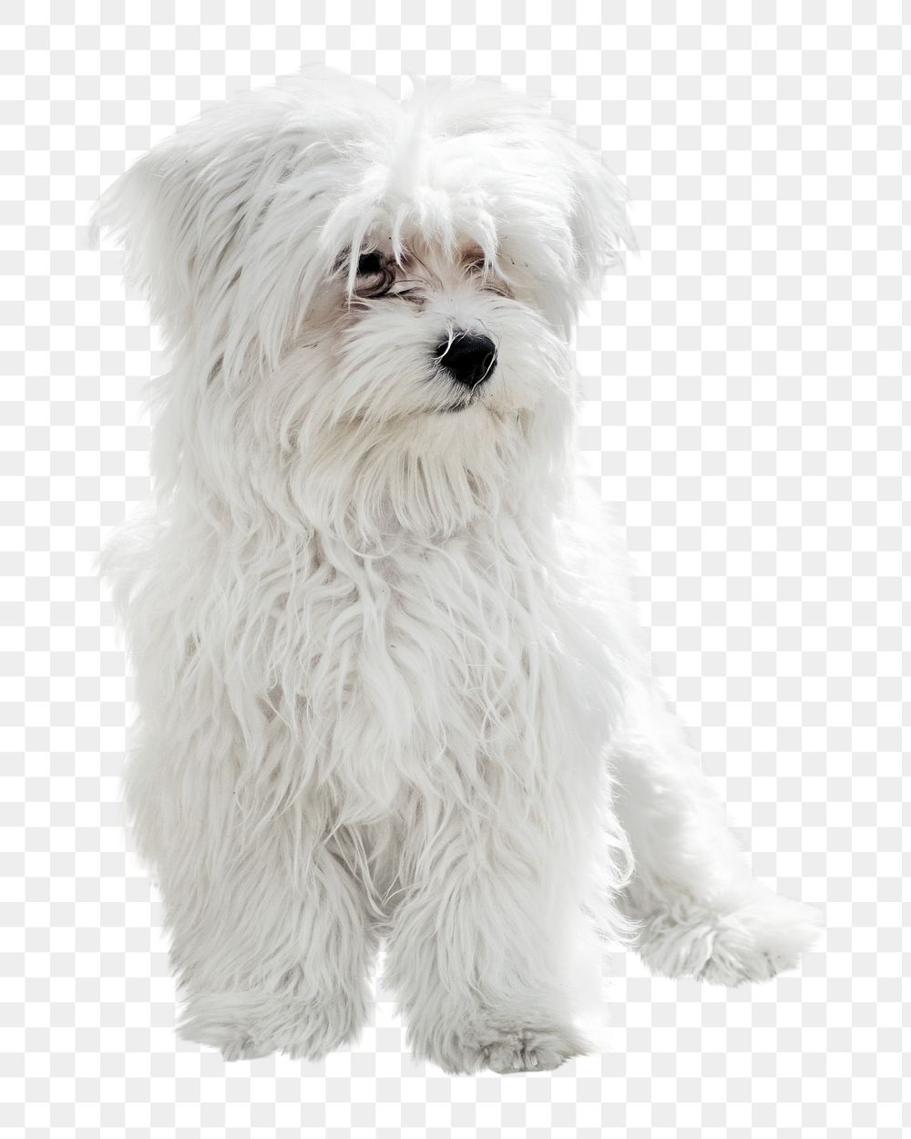 Maltese dog png, transparent background