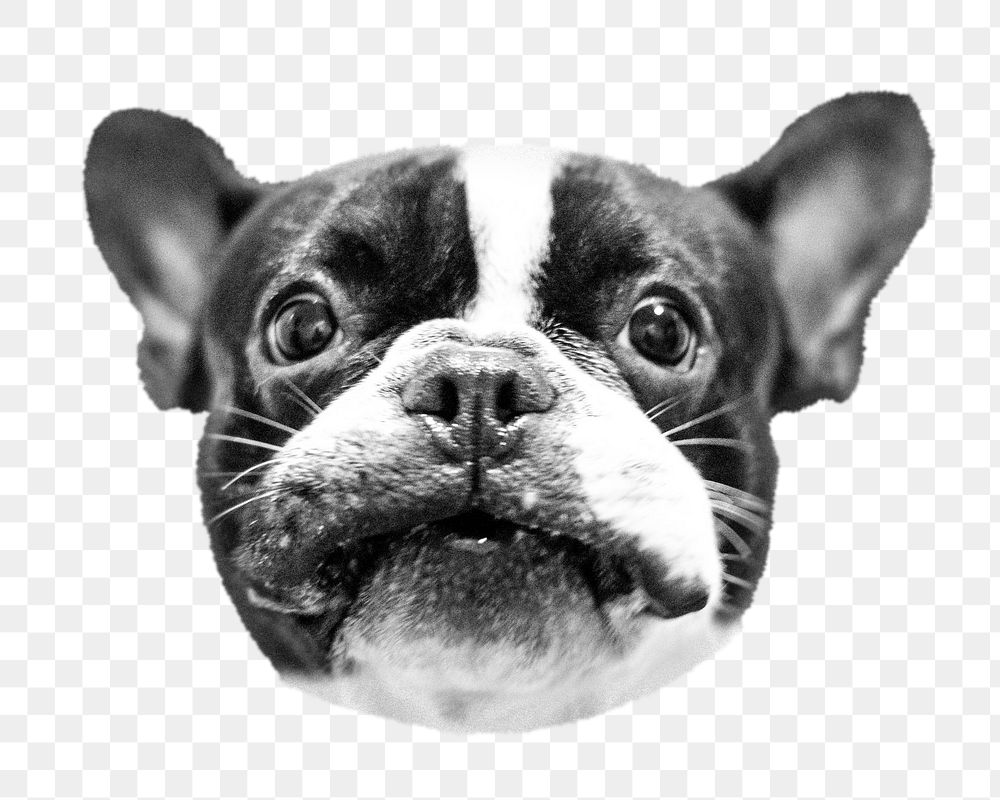 Bulldog puppy face png sticker, pet animal on transparent background