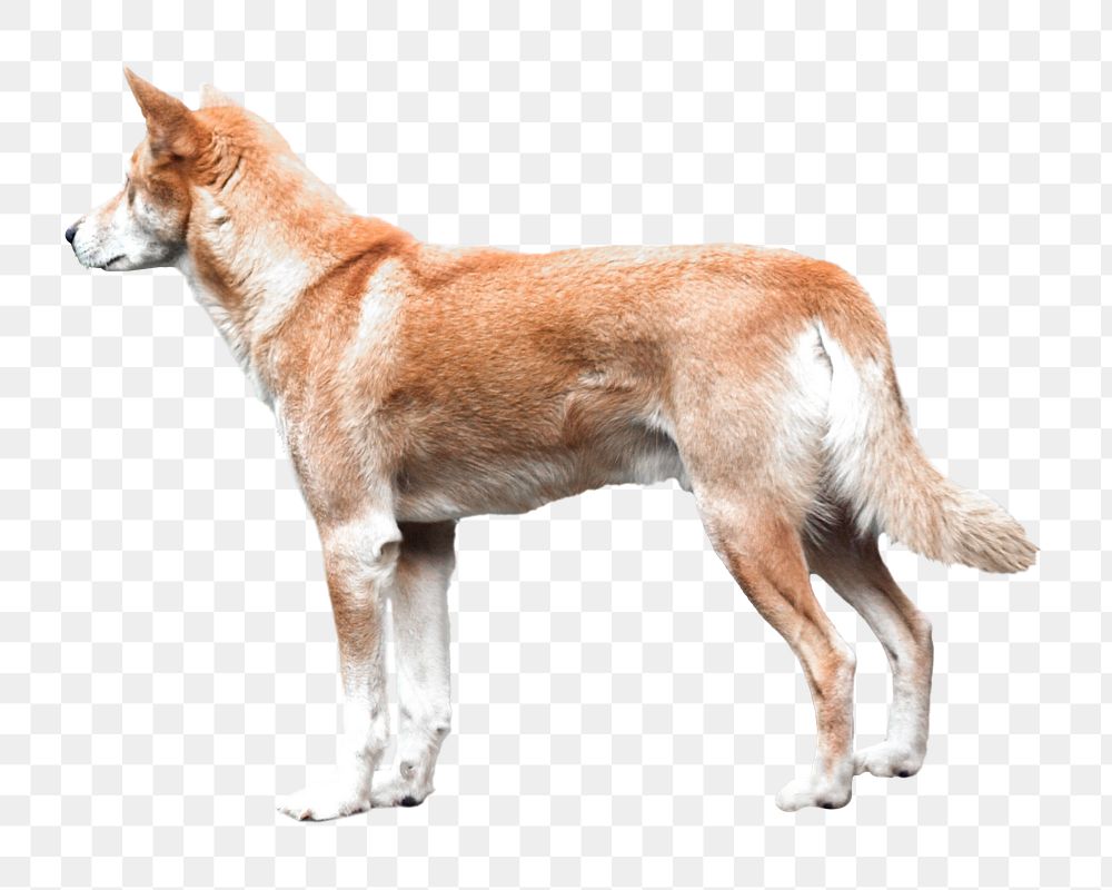 Australian Dingo dog png, transparent background