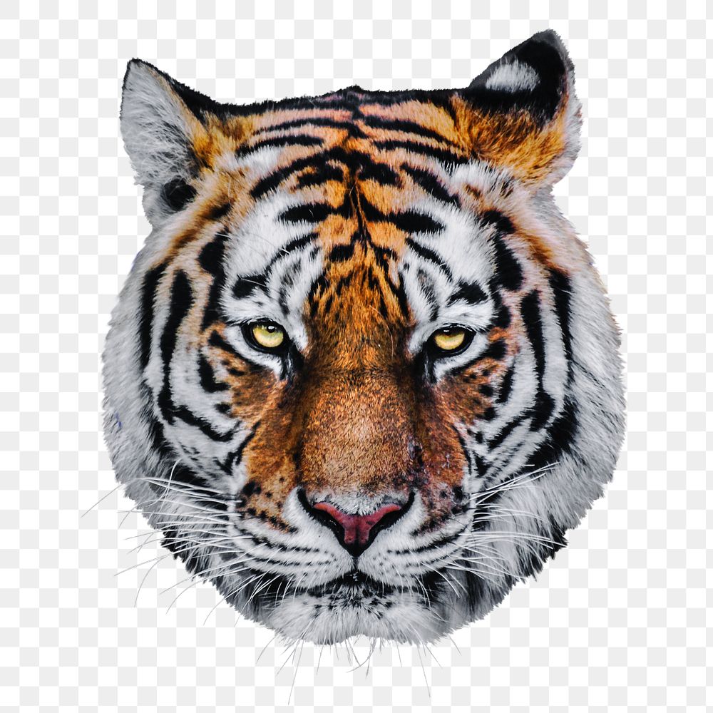 Tiger png sticker, transparent background