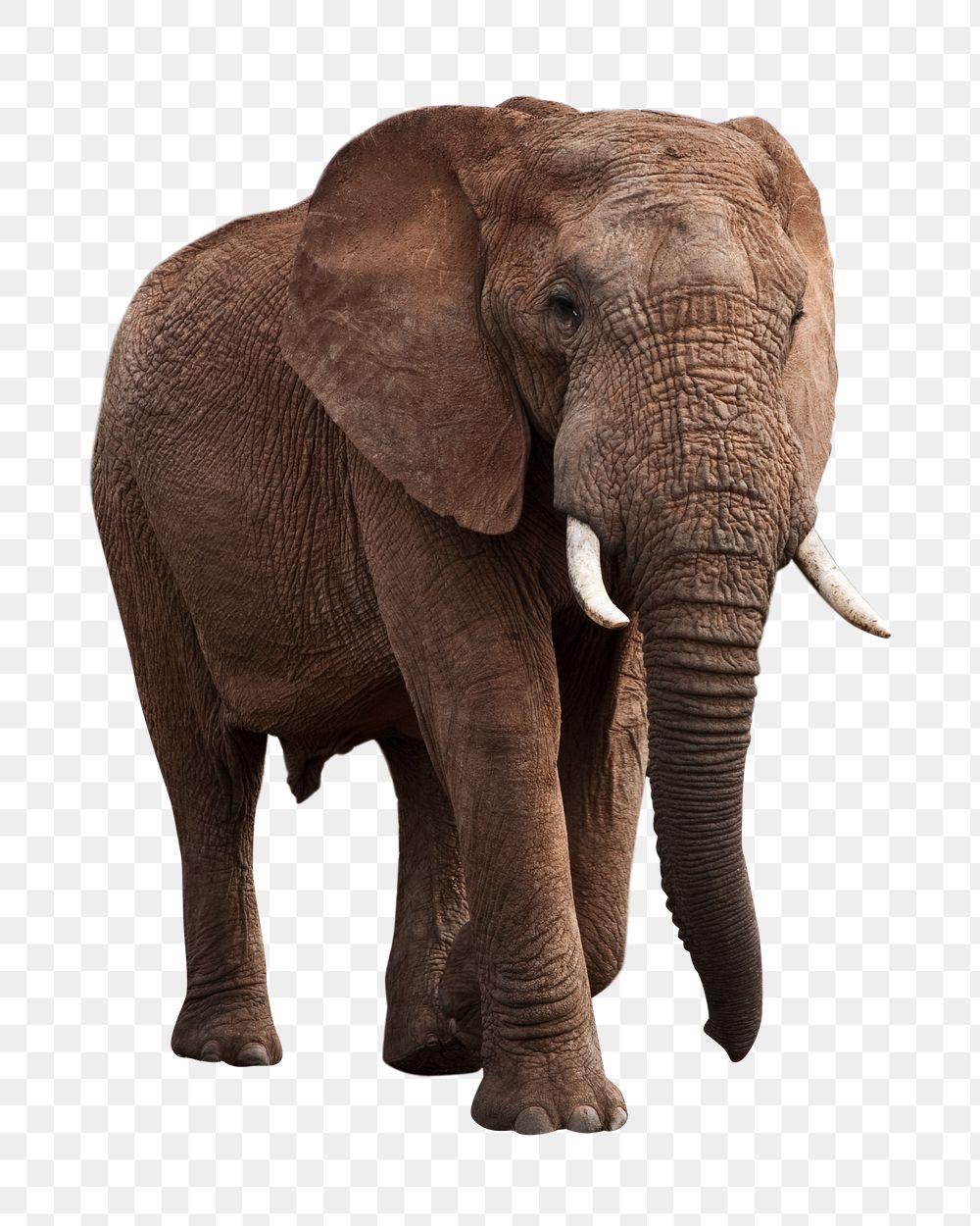 African elephant png animal, transparent background