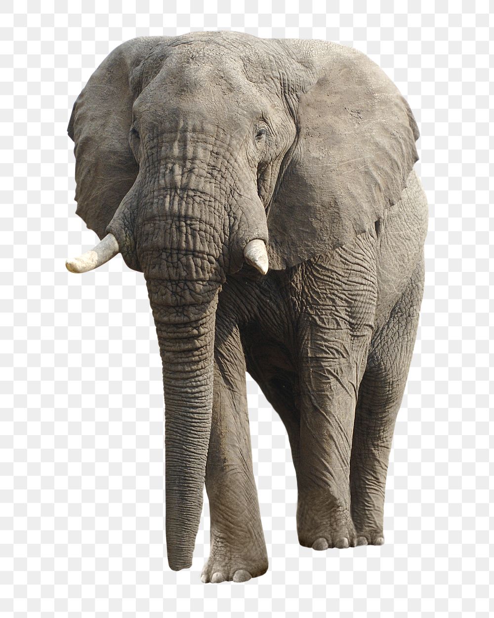 African elephant png sticker, animal transparent background
