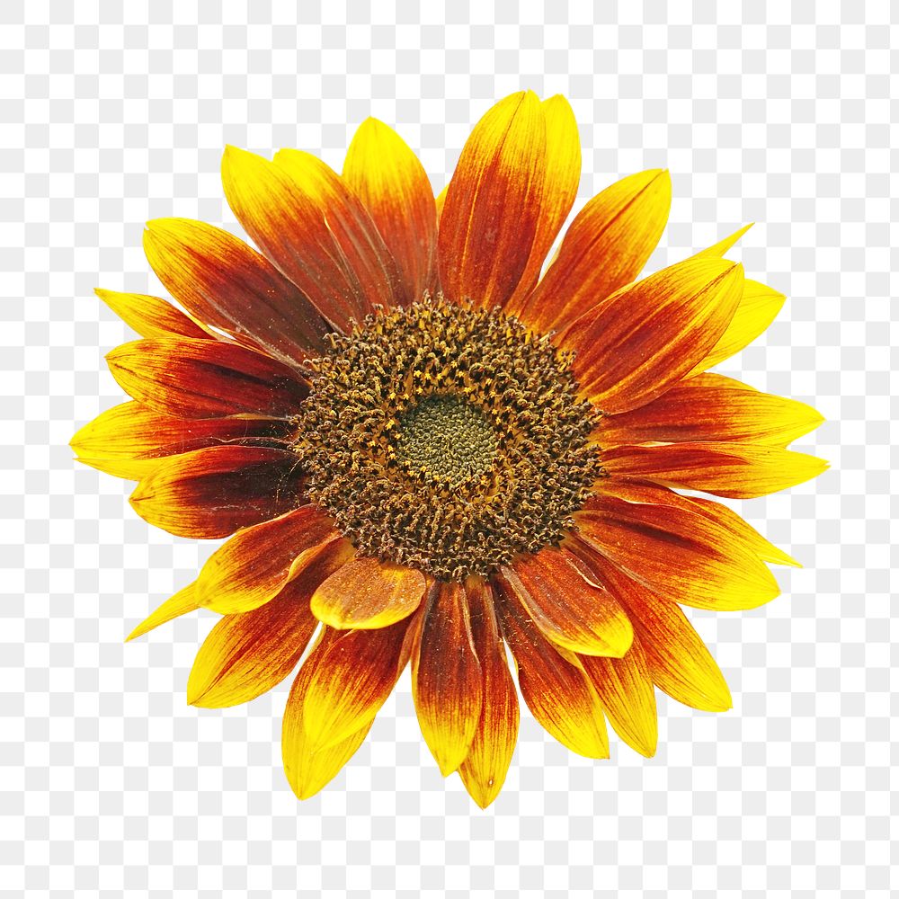 Sunflower png sticker, transparent background