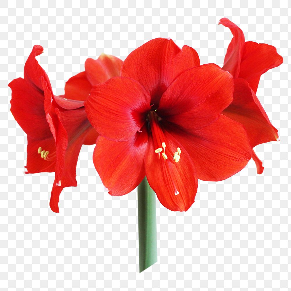 Red amaryllis png sticker, transparent background