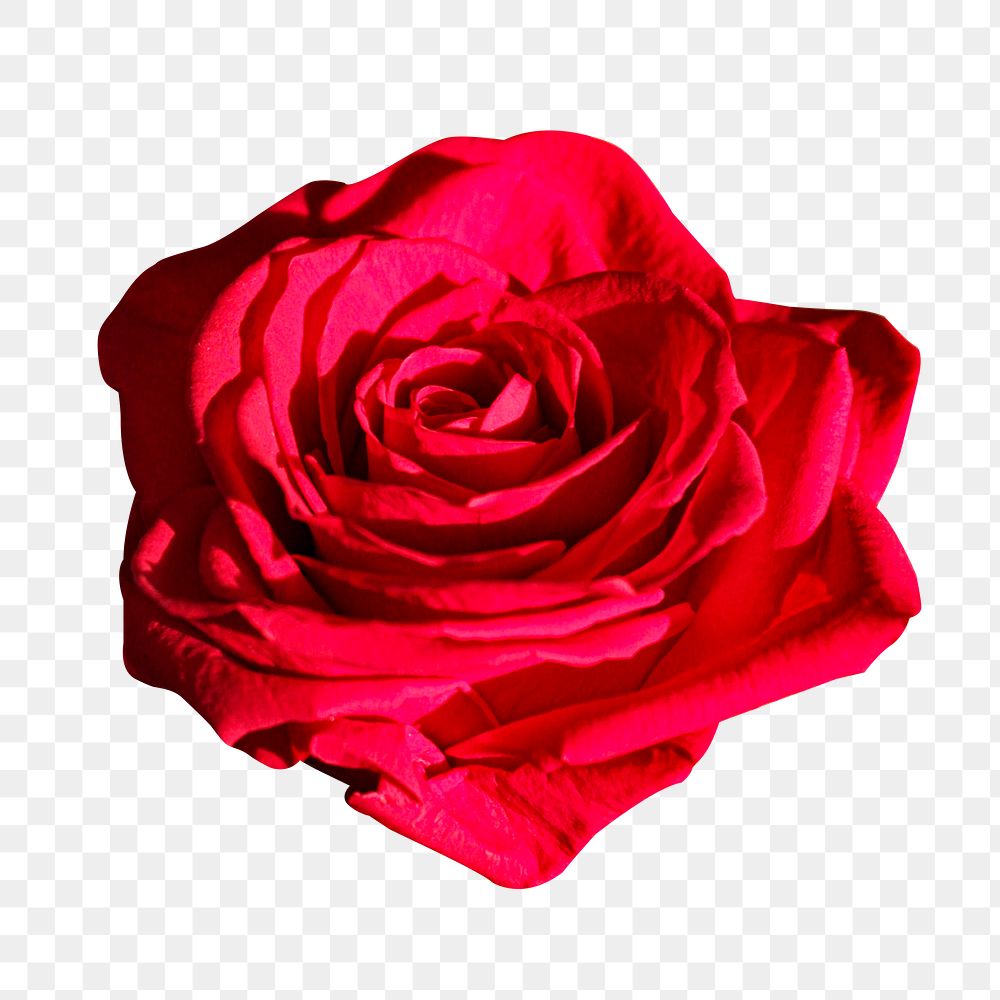 Red rose  flower png, transparent background