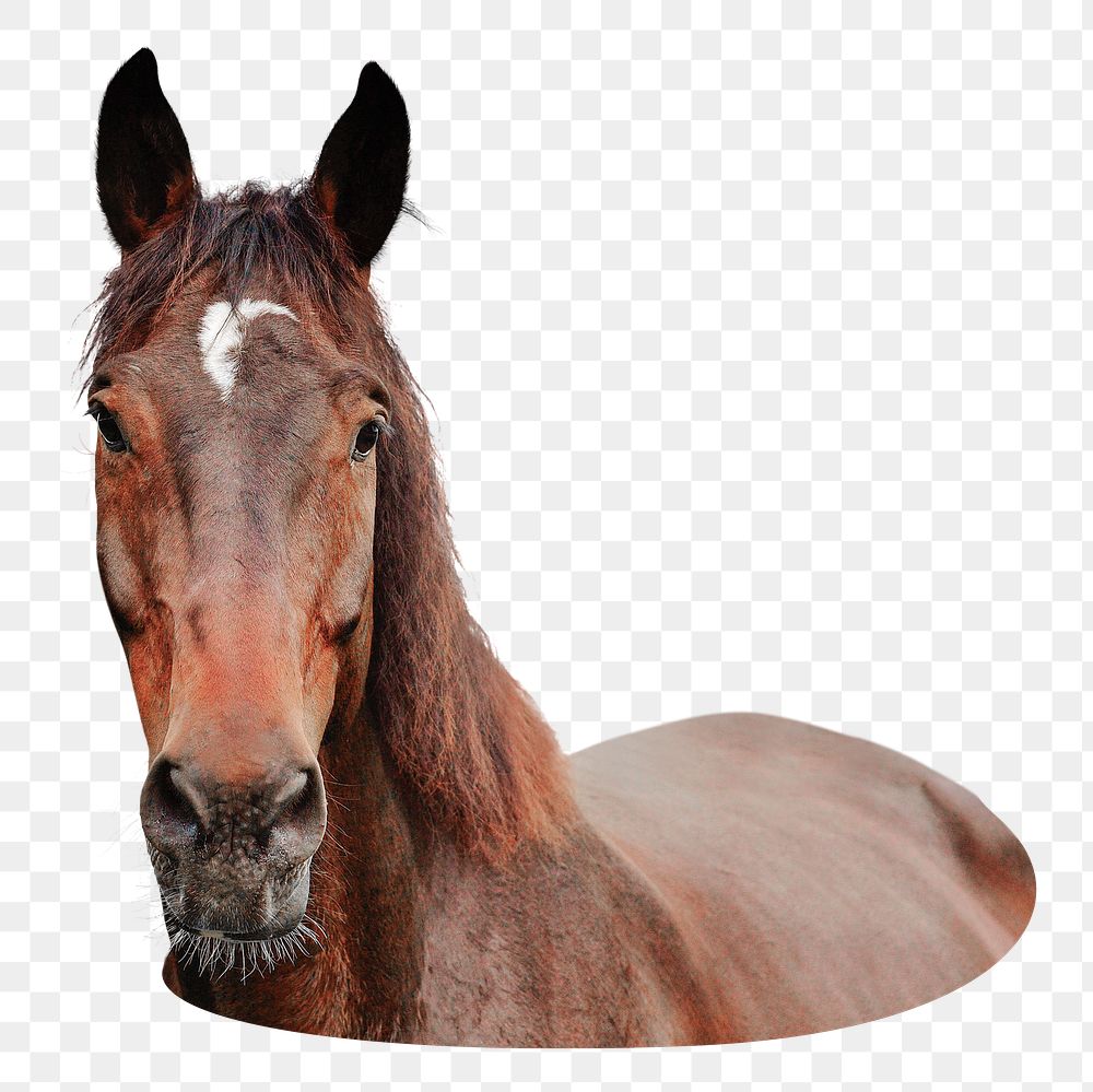 Horse png, transparent background