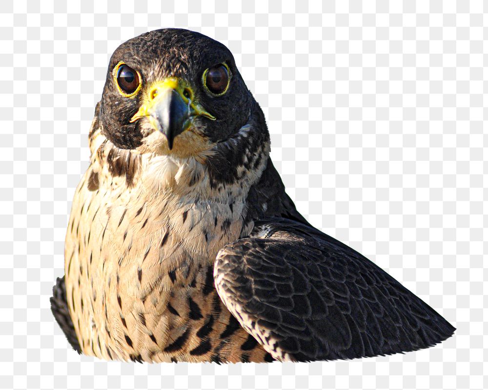 Hawk bird png, transparent background