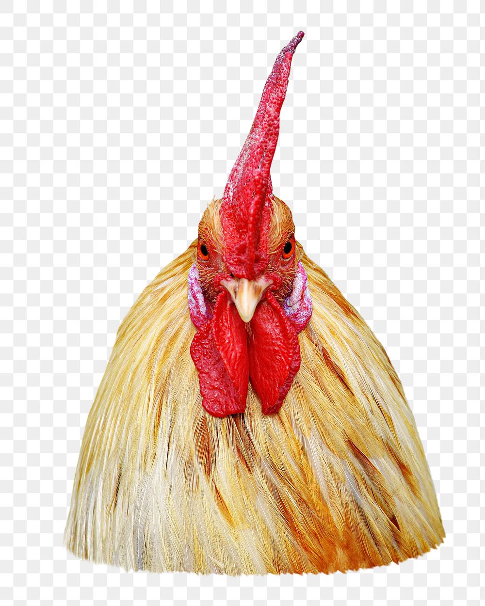 Rooster chicken png animal, transparent background