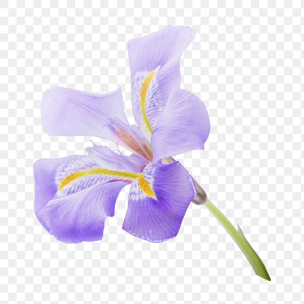 PNG Purple flower  , collage element, transparent background